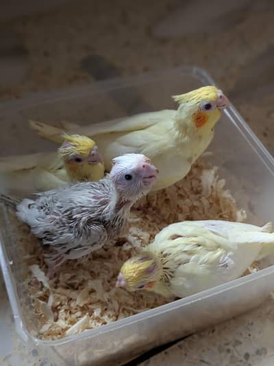 HAND TAME COCKTAIL