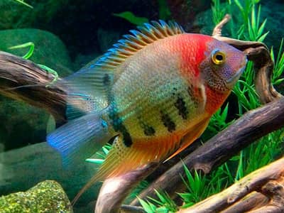 Super Red and Red shoulder Severum pairs available full size