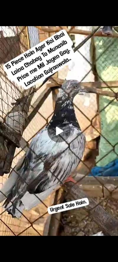 Aseel Pigeons Urgent Sale Munasib Price Me