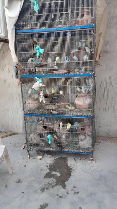 budgie for sale