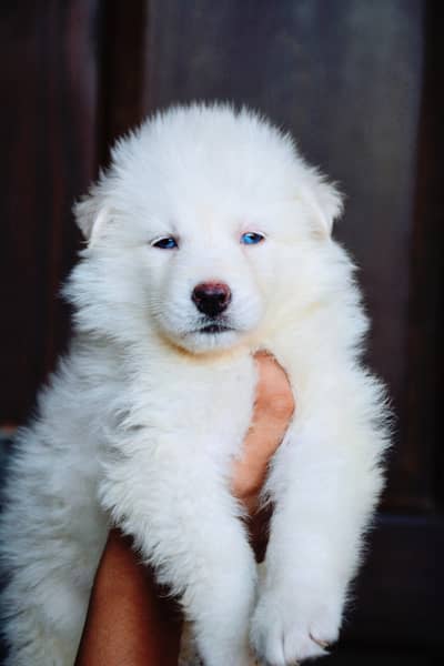 Husky puppies available for sale , white husky puppy for sale