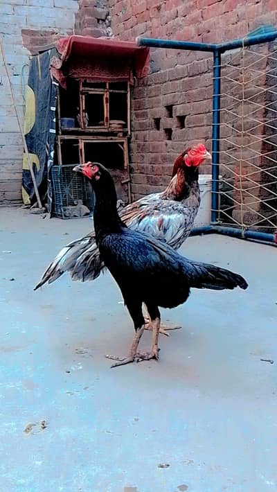 aseel mianwali male burmi female
