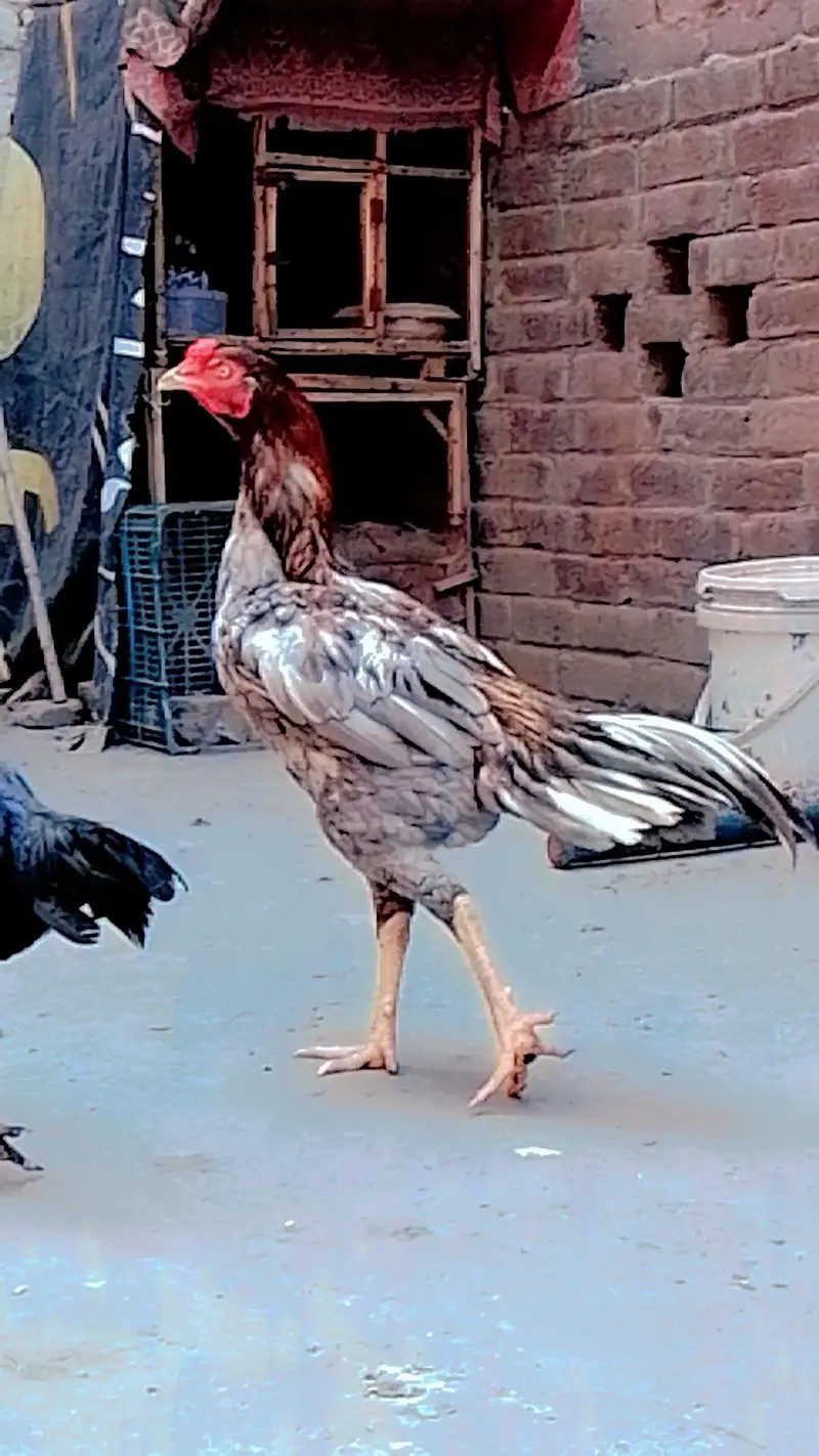 aseel mianwali male burmi female — photo 2