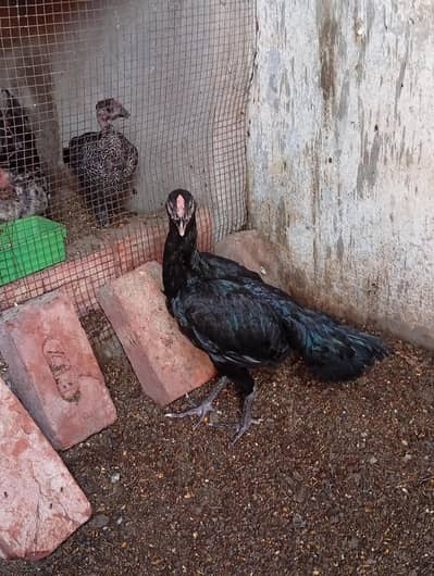 Aseel Thai and Vietnam cross hens for sale