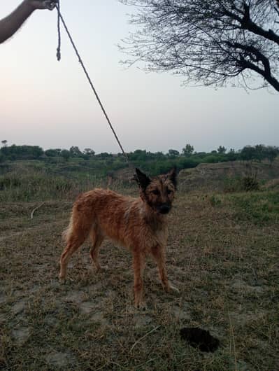 Pigyari And German Mix female
