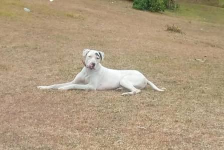 *Male Bully Dog for Sale | Healthy & Active*