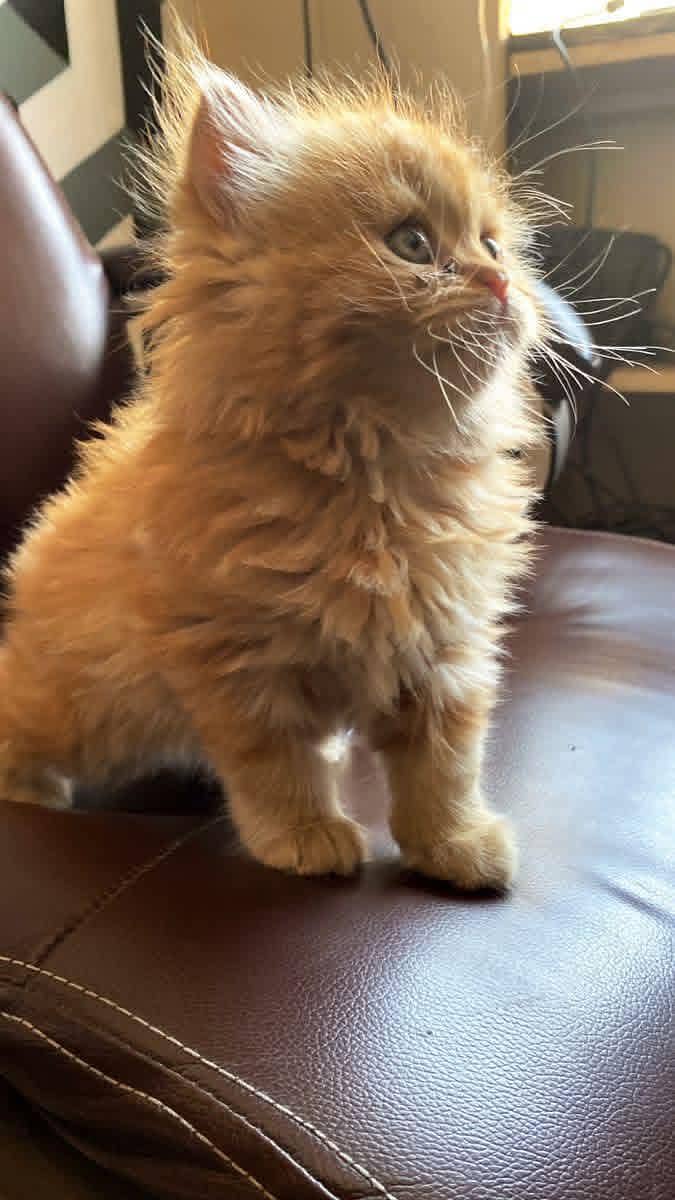 kitten 0