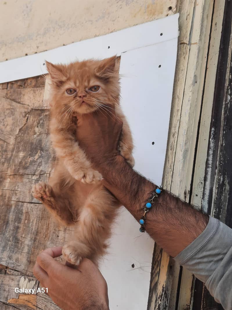 kitten 1