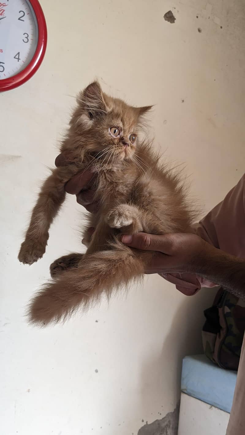 kitten 2