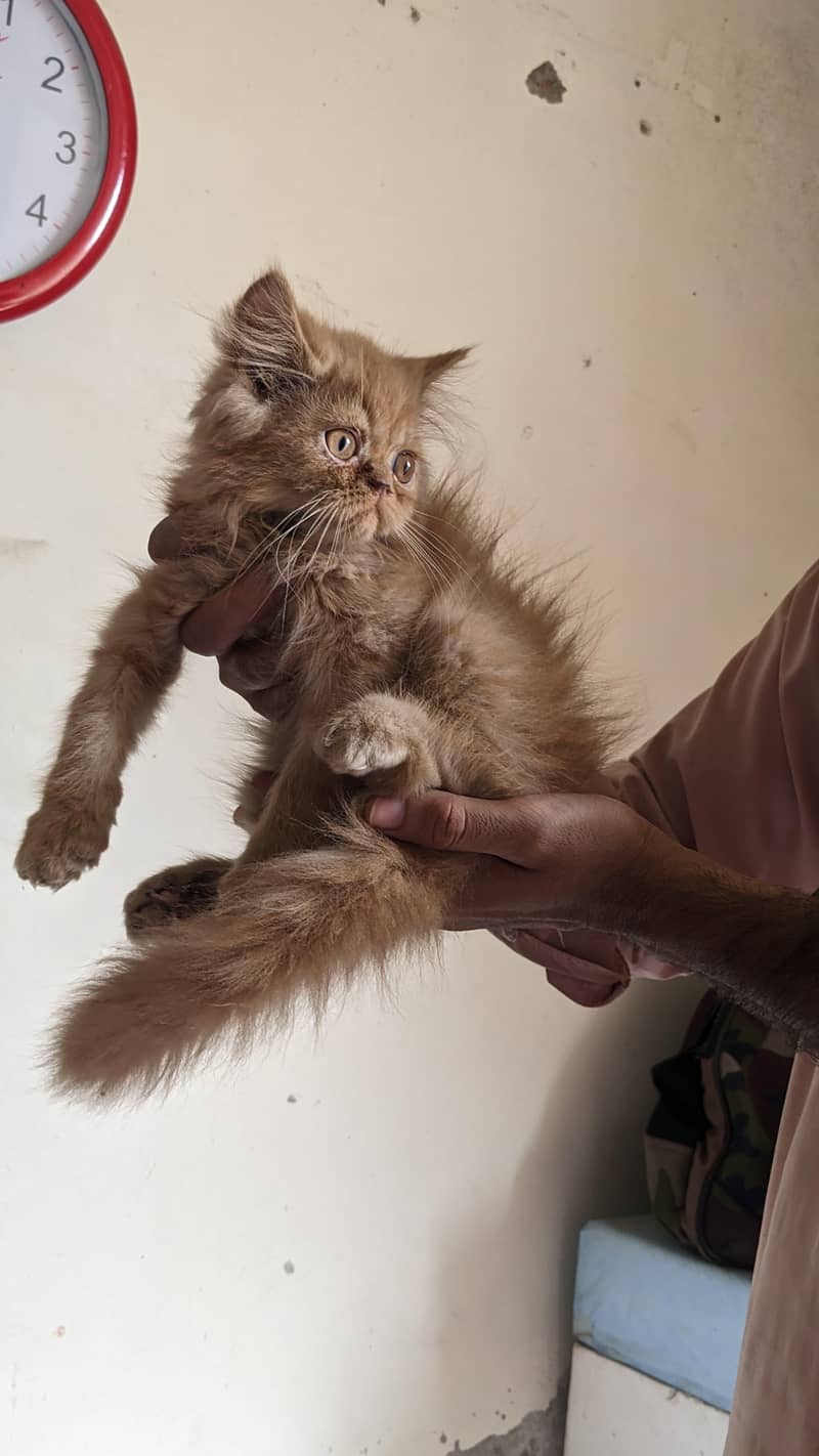 kitten 3