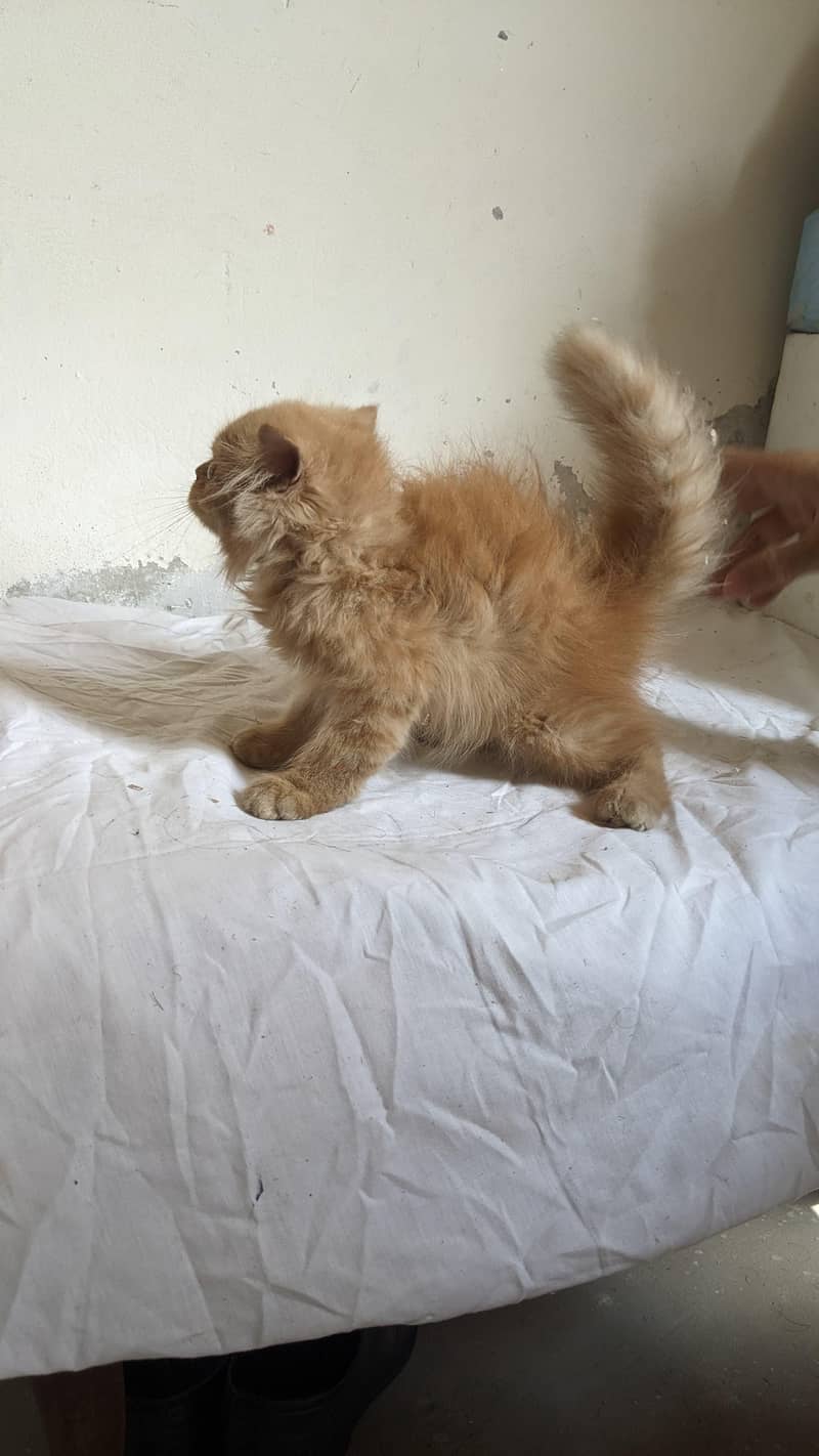 kitten 4