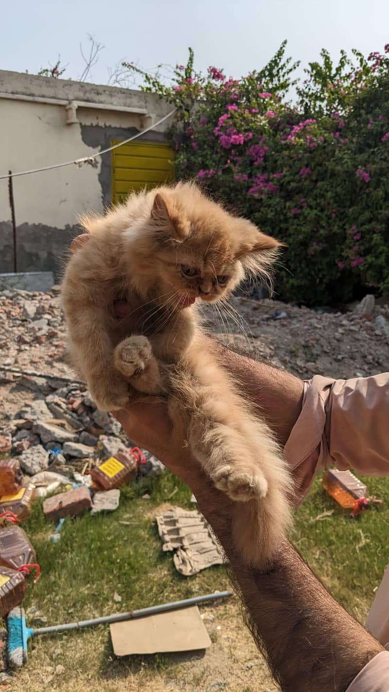 kitten 5
