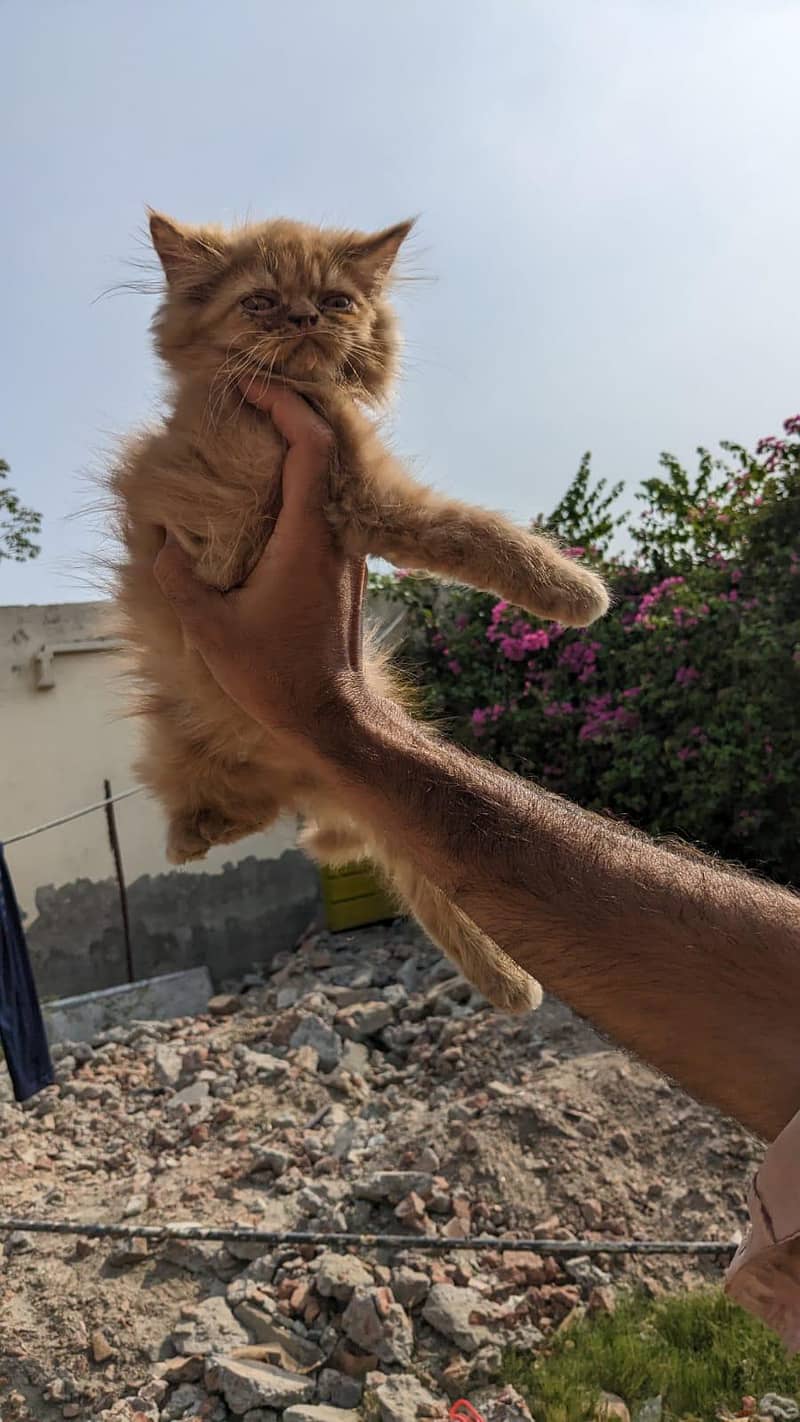 kitten 6