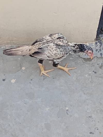 Aseel mainwali pathiya and desi murgi for sale