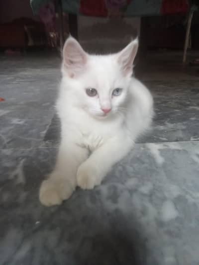 cat kids