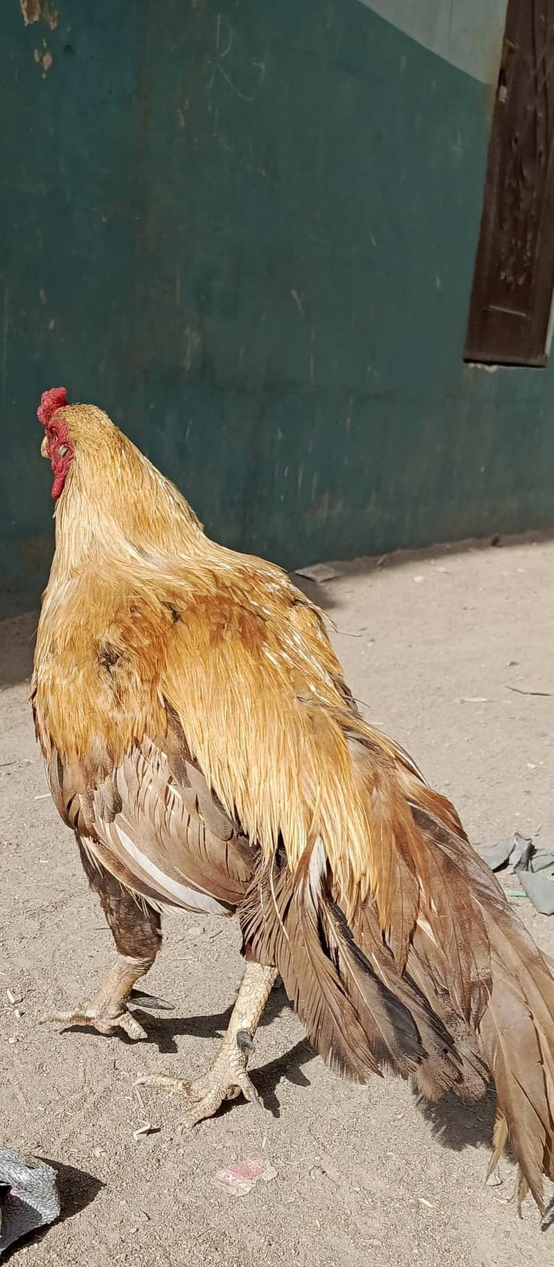 اعلیٰ کوالٹی اصیل مرغا برائے فروخت - مضبوط اور اچھی ہائٹ 2
