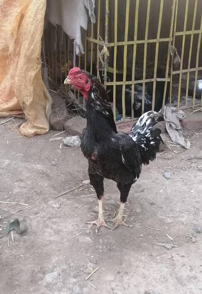 burmi patha