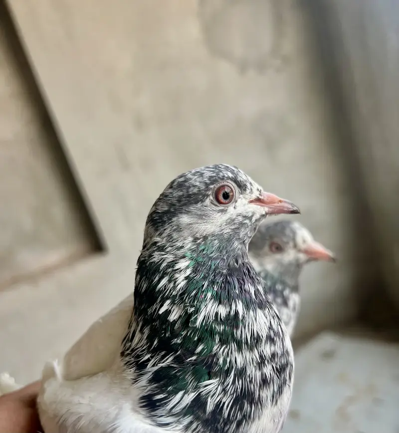 Mian saab wali golden — photo 2