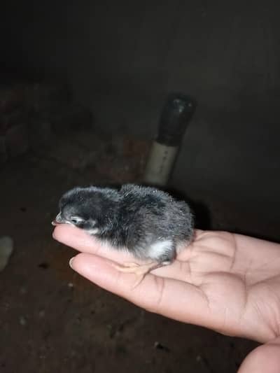 aseel chiks