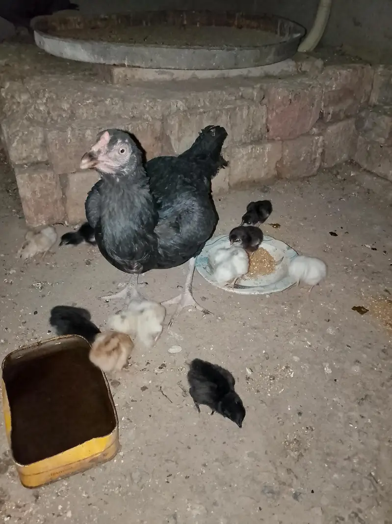aseel chiks — photo 2