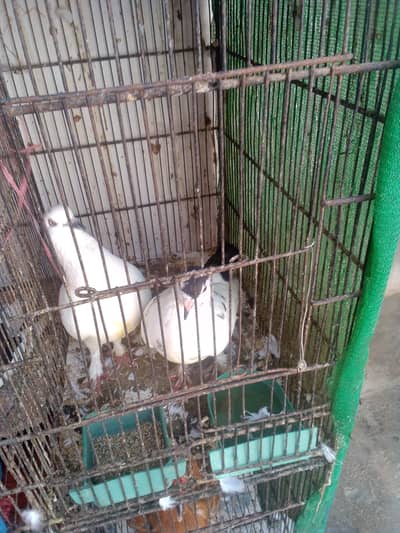 I'm selling piegon pair 4 pair