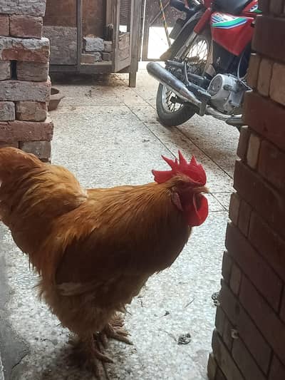 golden buff
