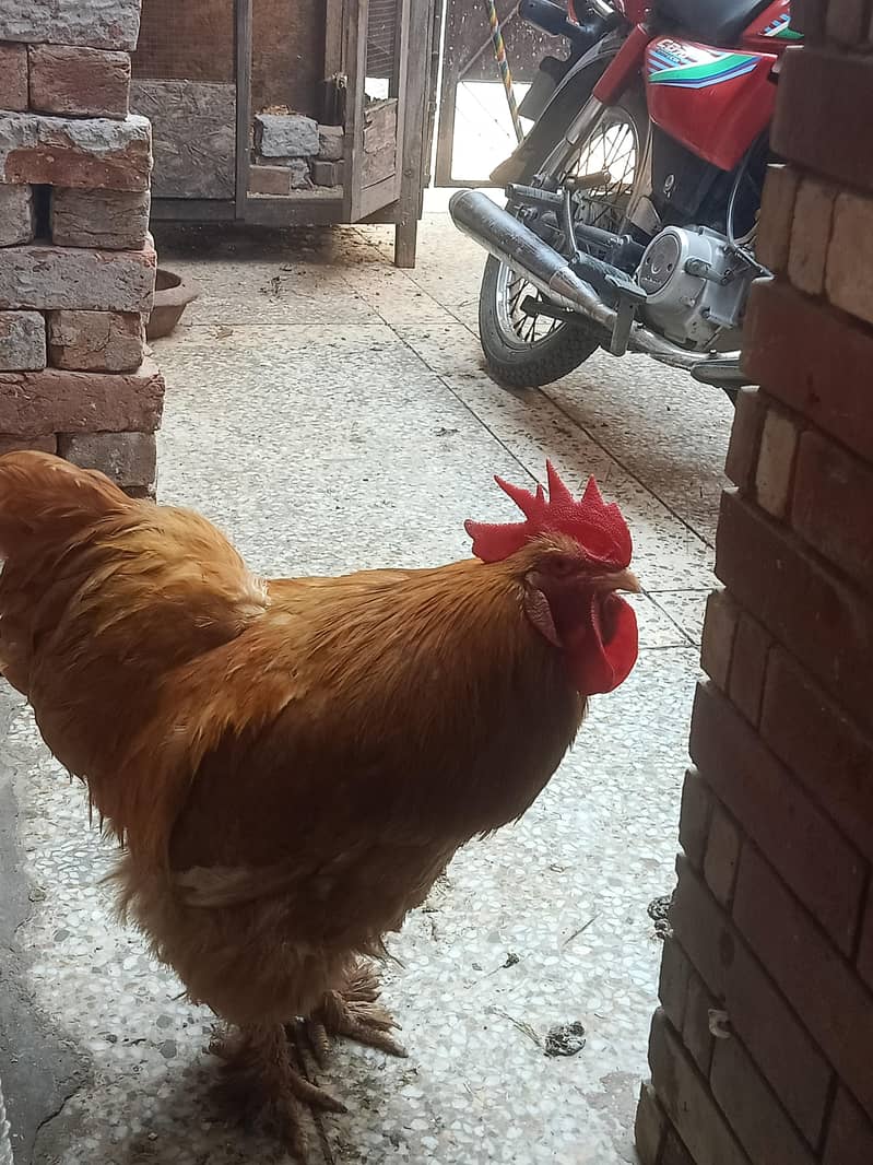 golden buff 0
