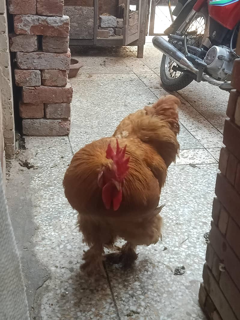 golden buff 1