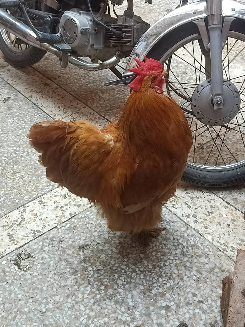 golden buff 2