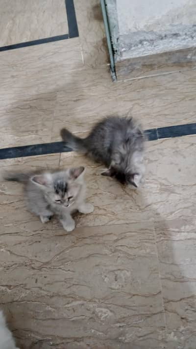 I want to sell kittens around 8 weeks old, fully trained