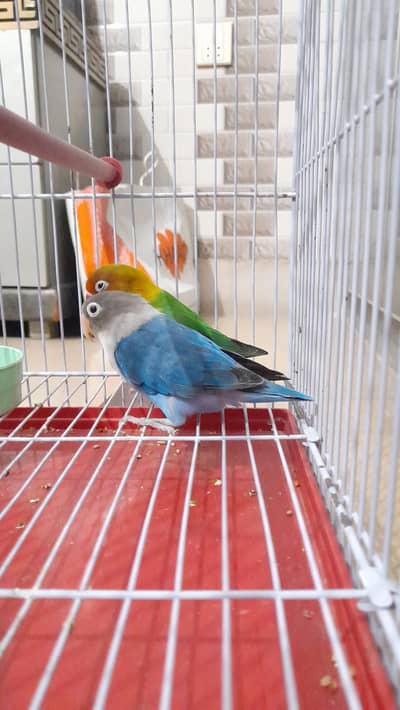 Green & Blue fisher with cage and matka
