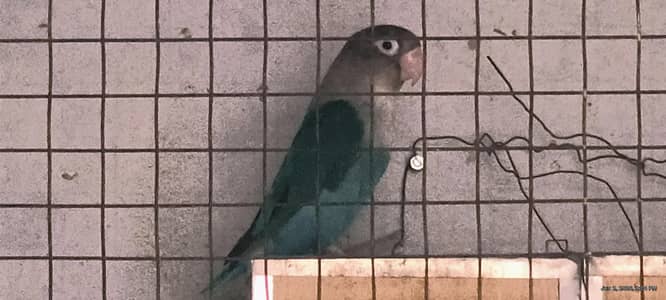 Parrots for sale