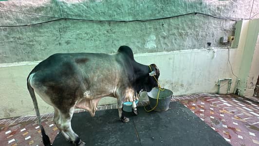 Cow mats | Cow Sheets | Premium Cow Mats 5mm available Rs 1190