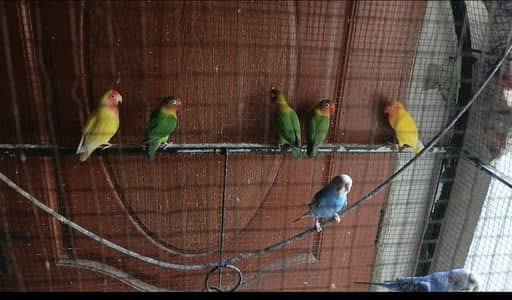 5 lovebirds