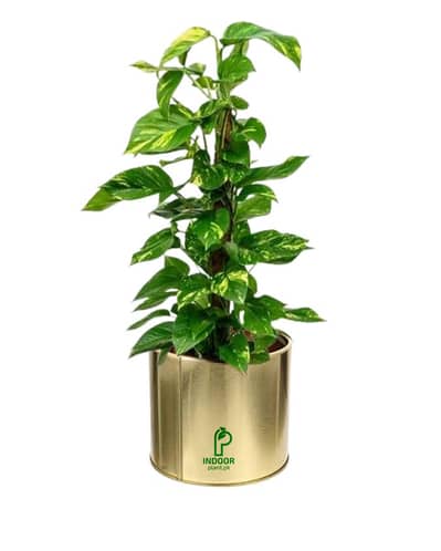 Indoor Plants Lahore | Office Plants | Home and Office Decor Plants