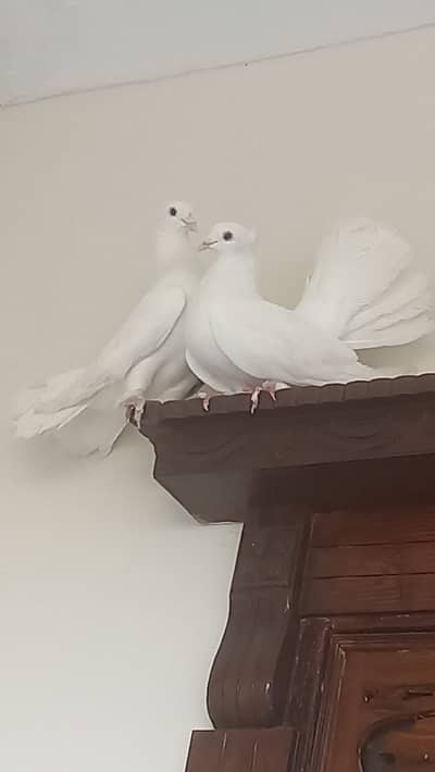 Laka Kabootar Breeder Pair