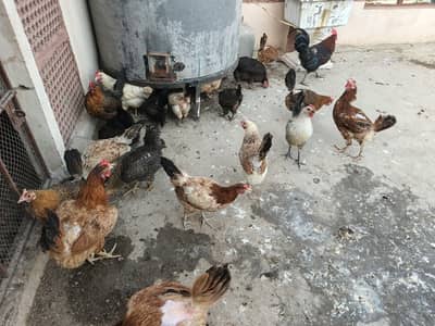 golden misri murgiya