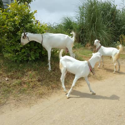 Goat for sale with two male kids white eye