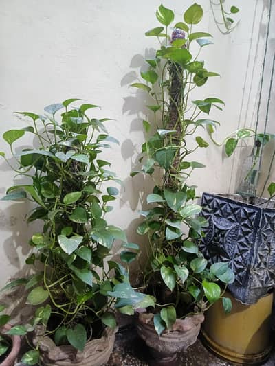 Money Plants