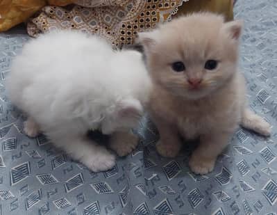 Persian ( imported breed )