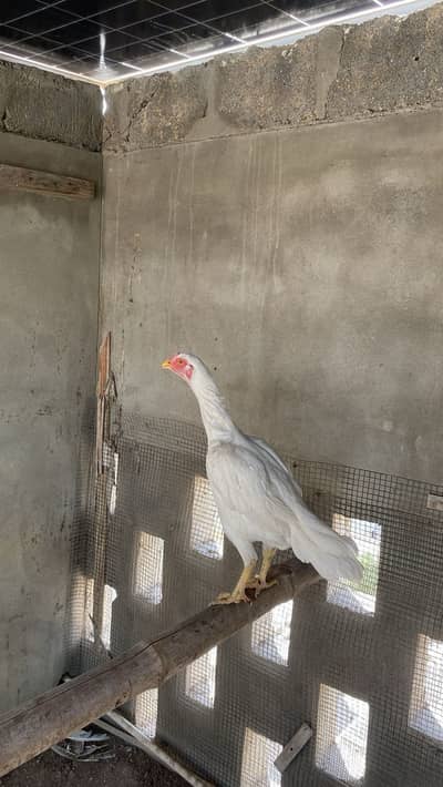 Pure Breed Herra Black pure breed