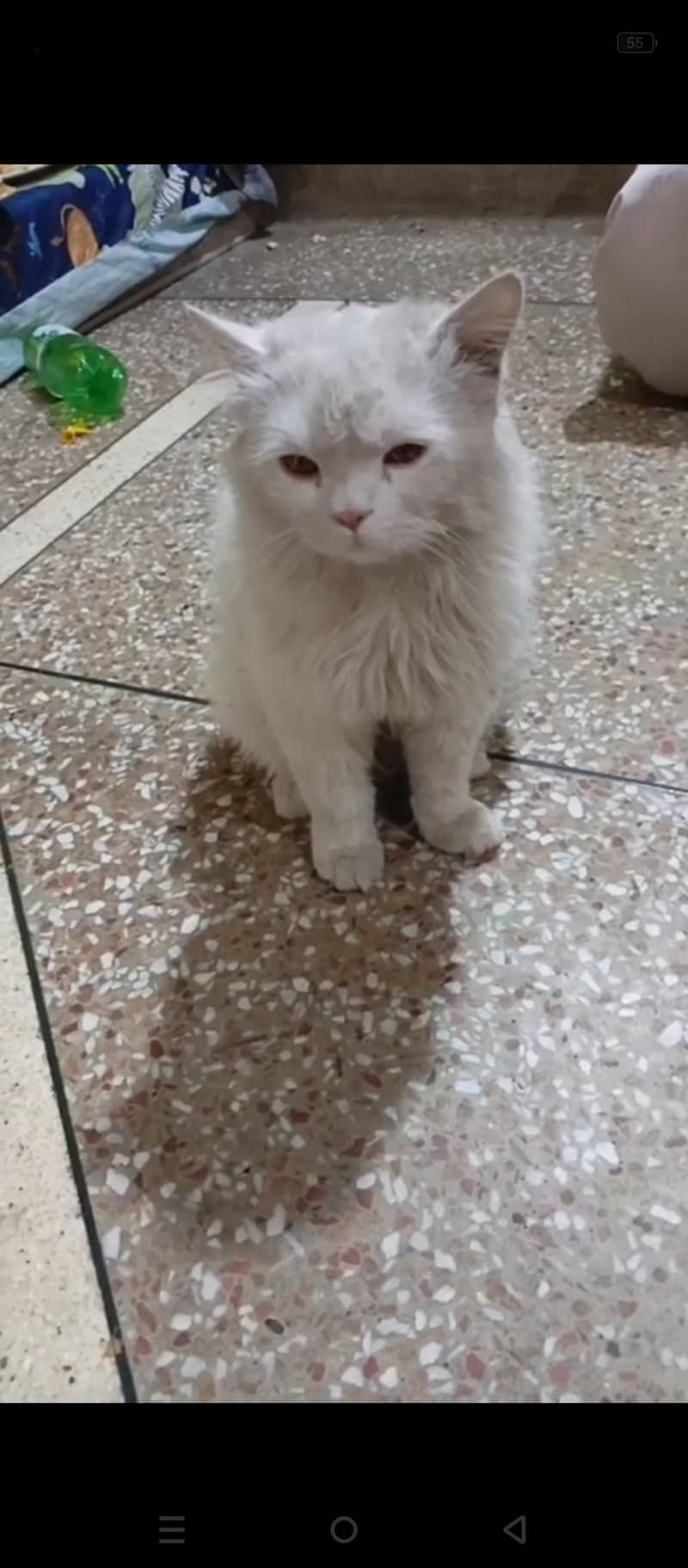 percian cat 0