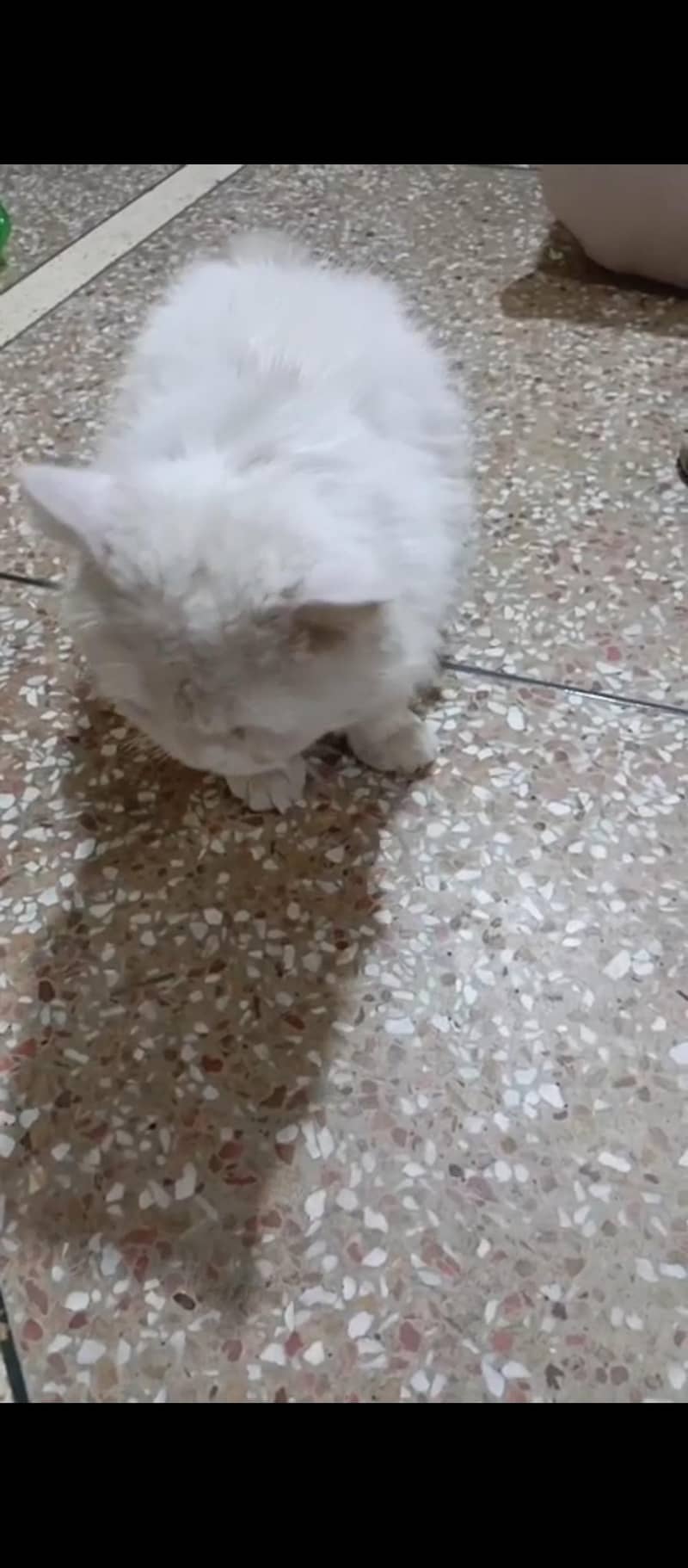 percian cat 1