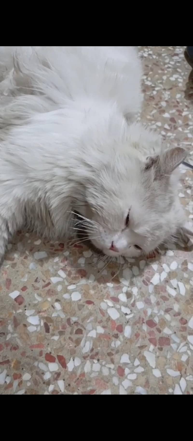 percian cat 2