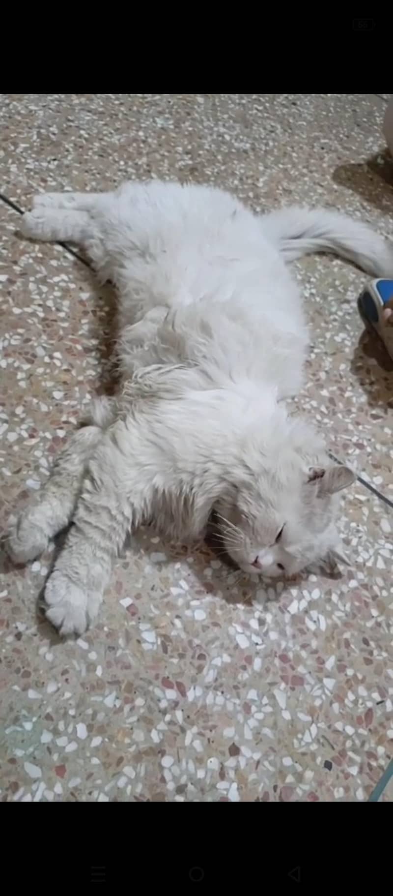 percian cat 3