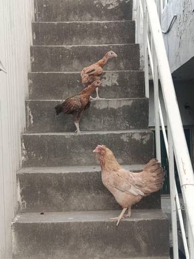 full chicken family available for sale