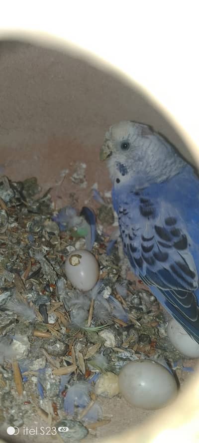 bajri parrots 50 pair