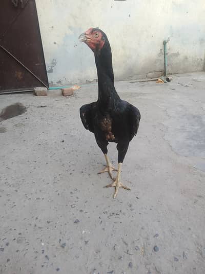 asel murgi or chuzy sel k Liya hai his bahi ko chahy ho rabta kryn