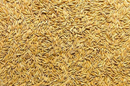 Rice Seed