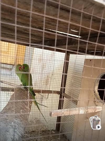 Ringneck parrots pair for sale